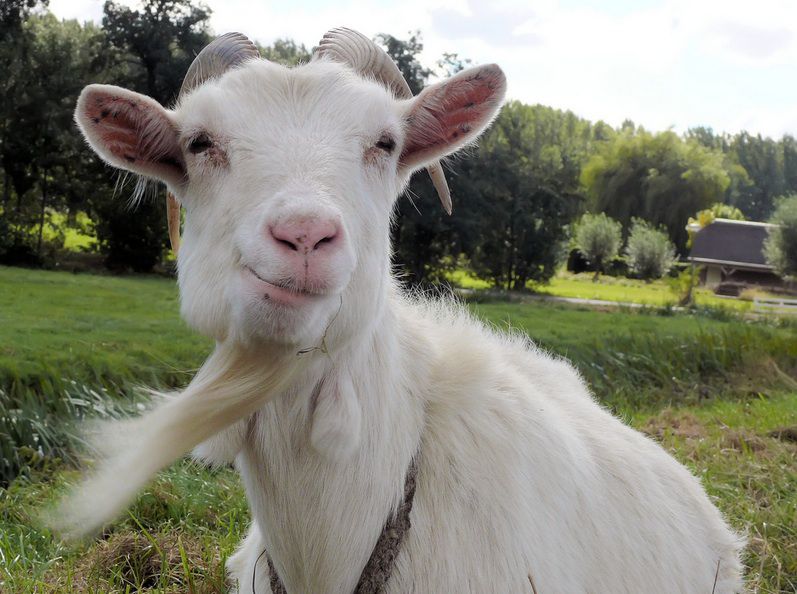 a picture of a cool goat